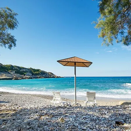 Joya Cyprus Starlight Garden *